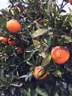 Appelsiner klare til høsting også i mars-måned. 